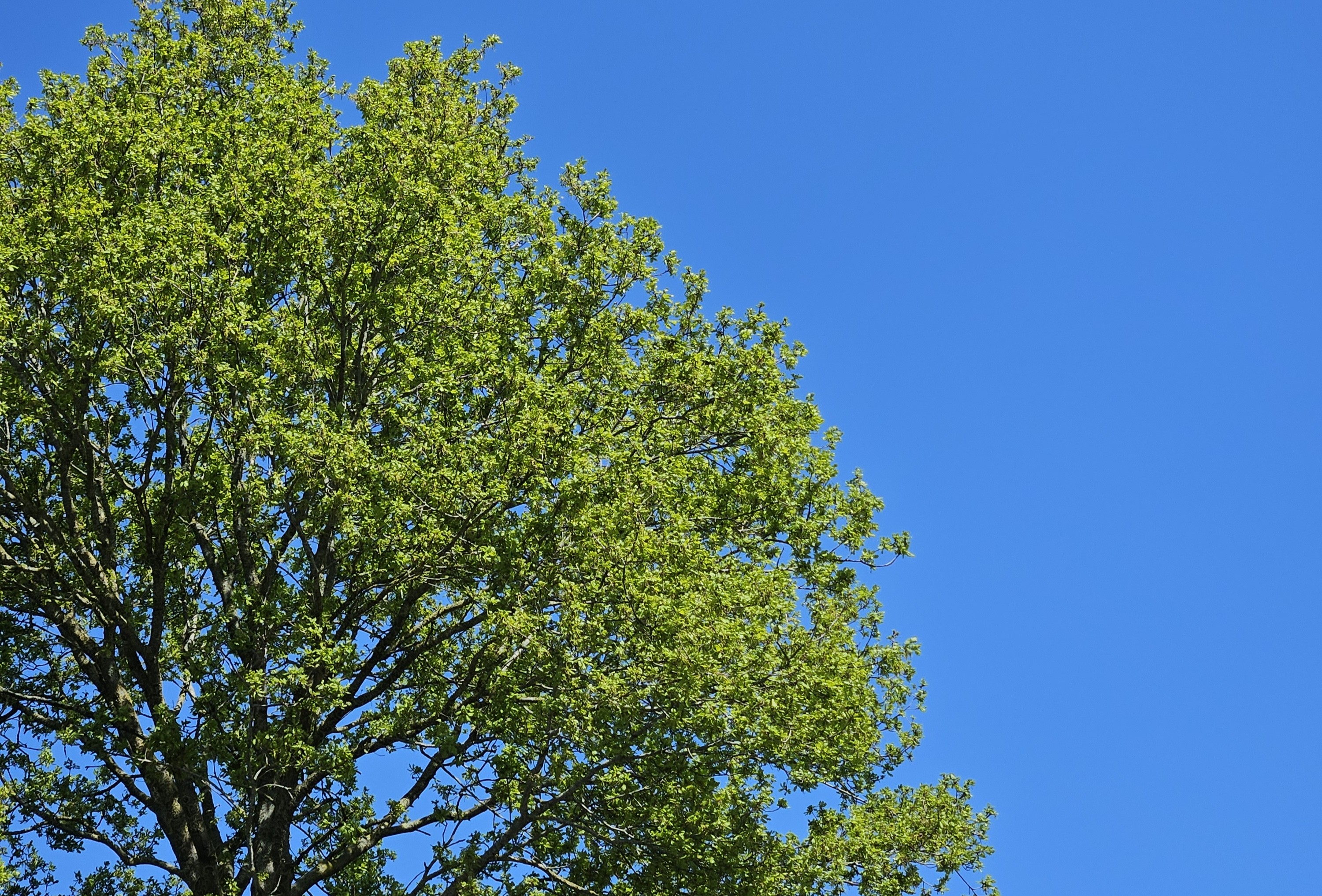 Vergroening Radiumplein 2025