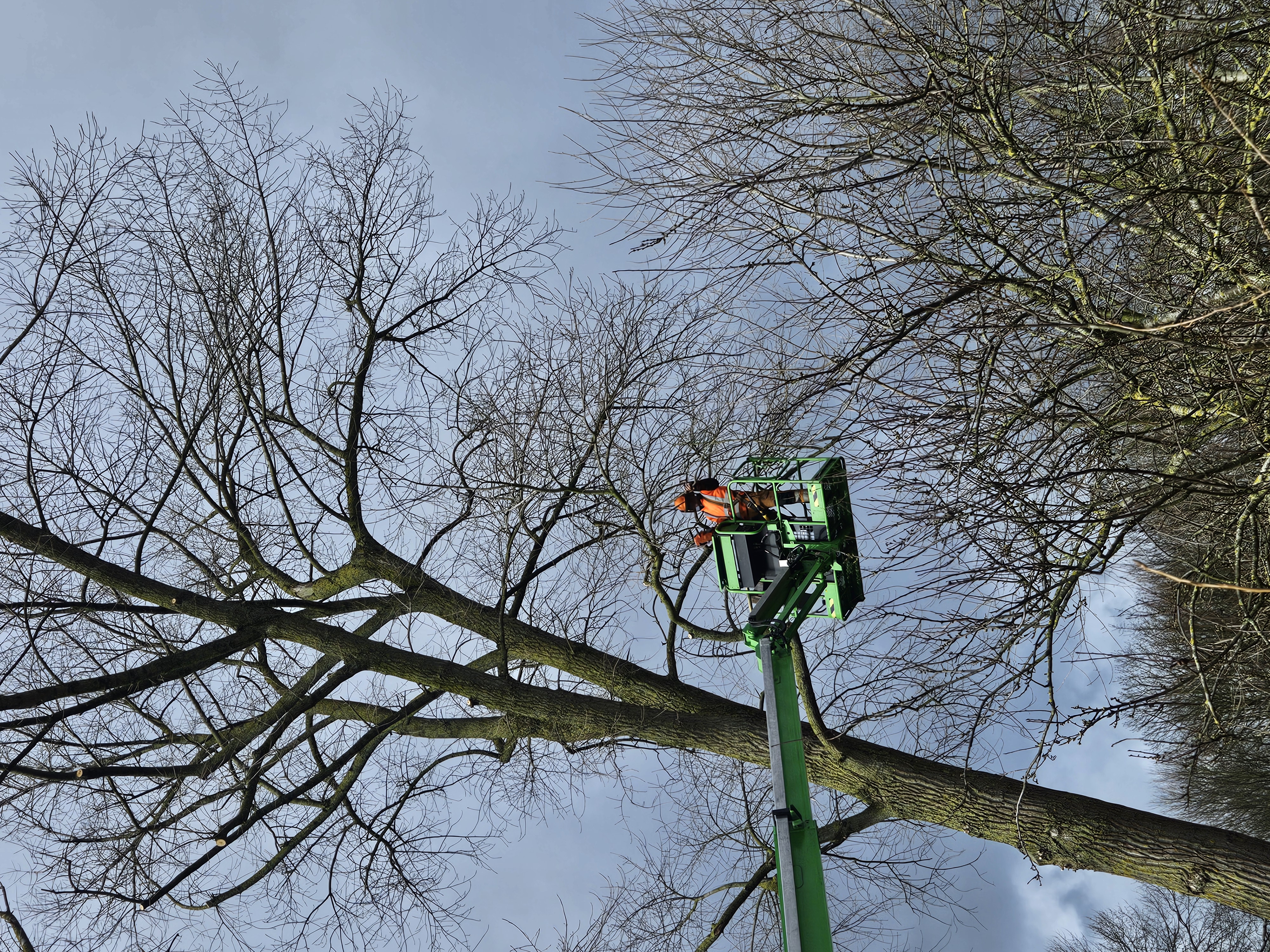 Reguliere snoei Gemeente Groningen 2024