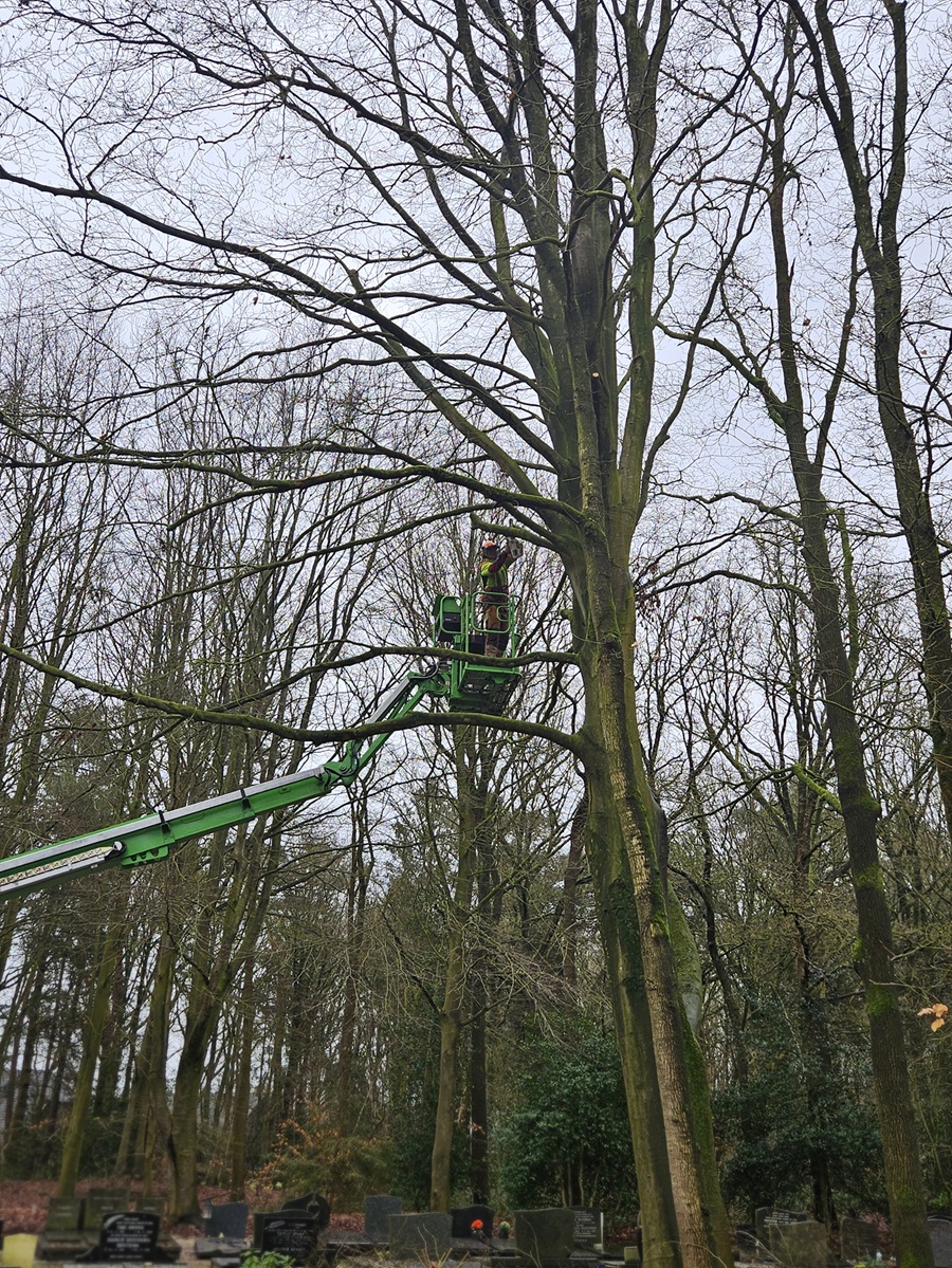 Snoeien en kroonverankering in Nieuw-Roden