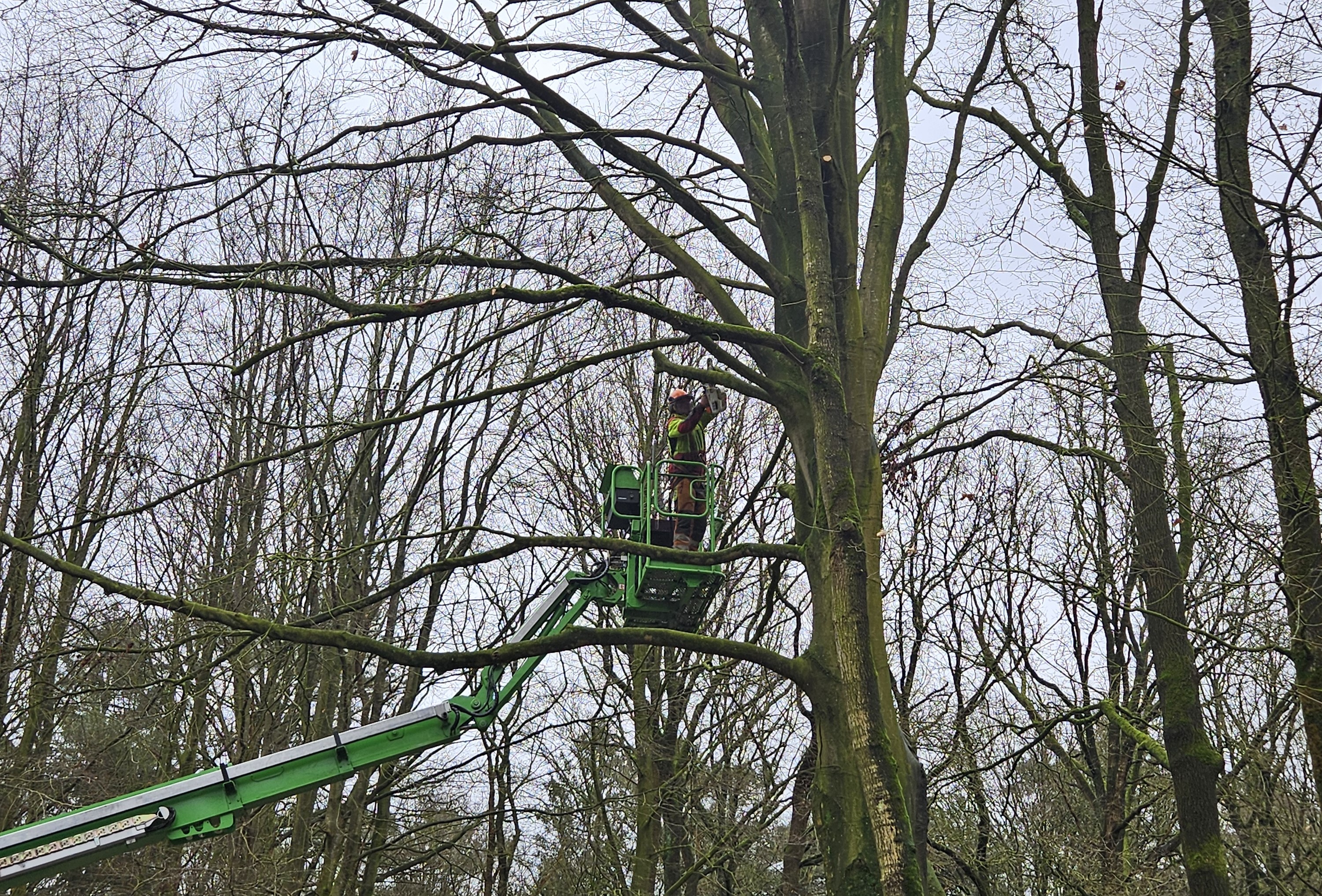 Snoeien en kroonverankering in Nieuw-Roden