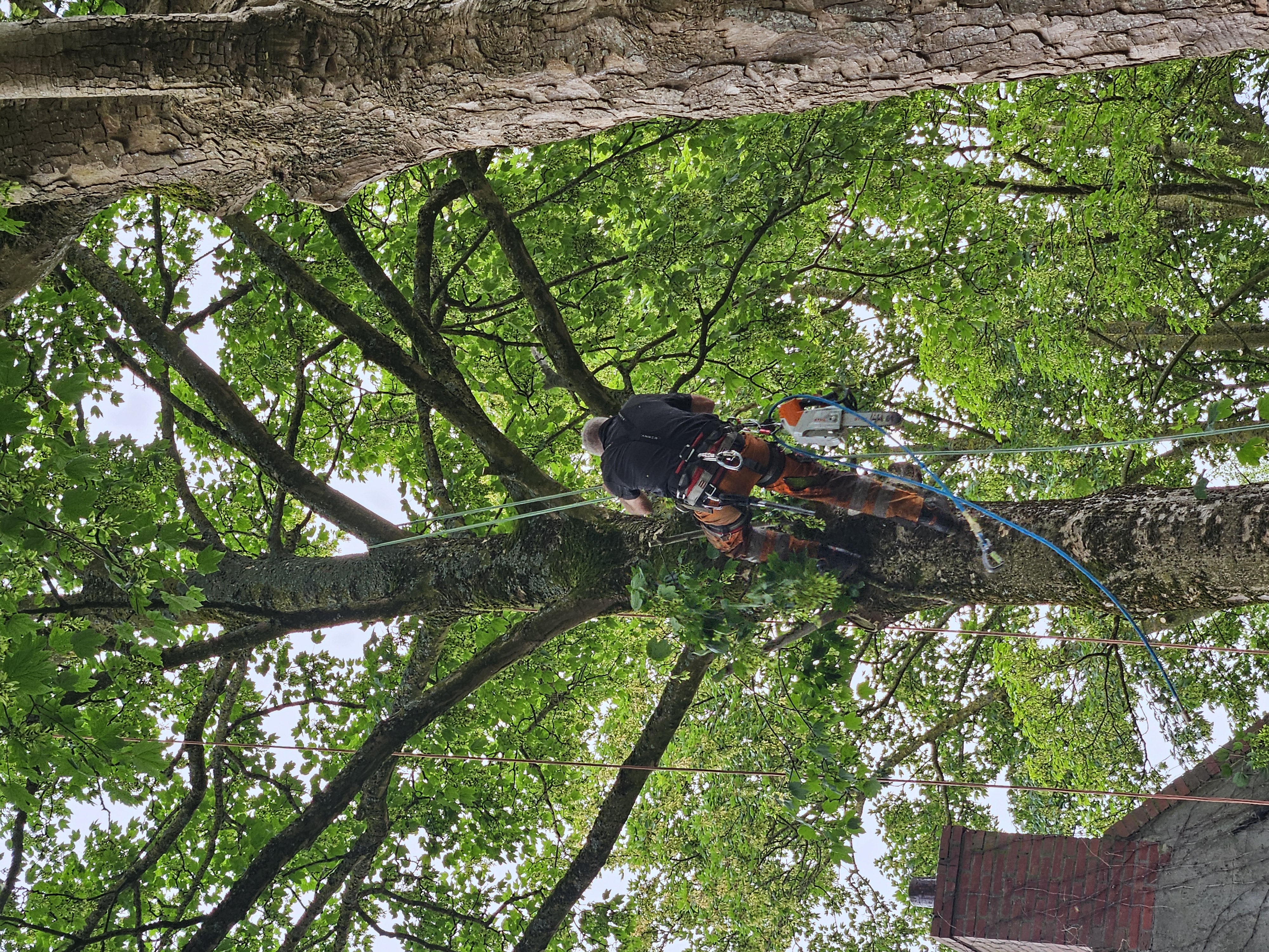 Monumentale bomen snoeien Groningen