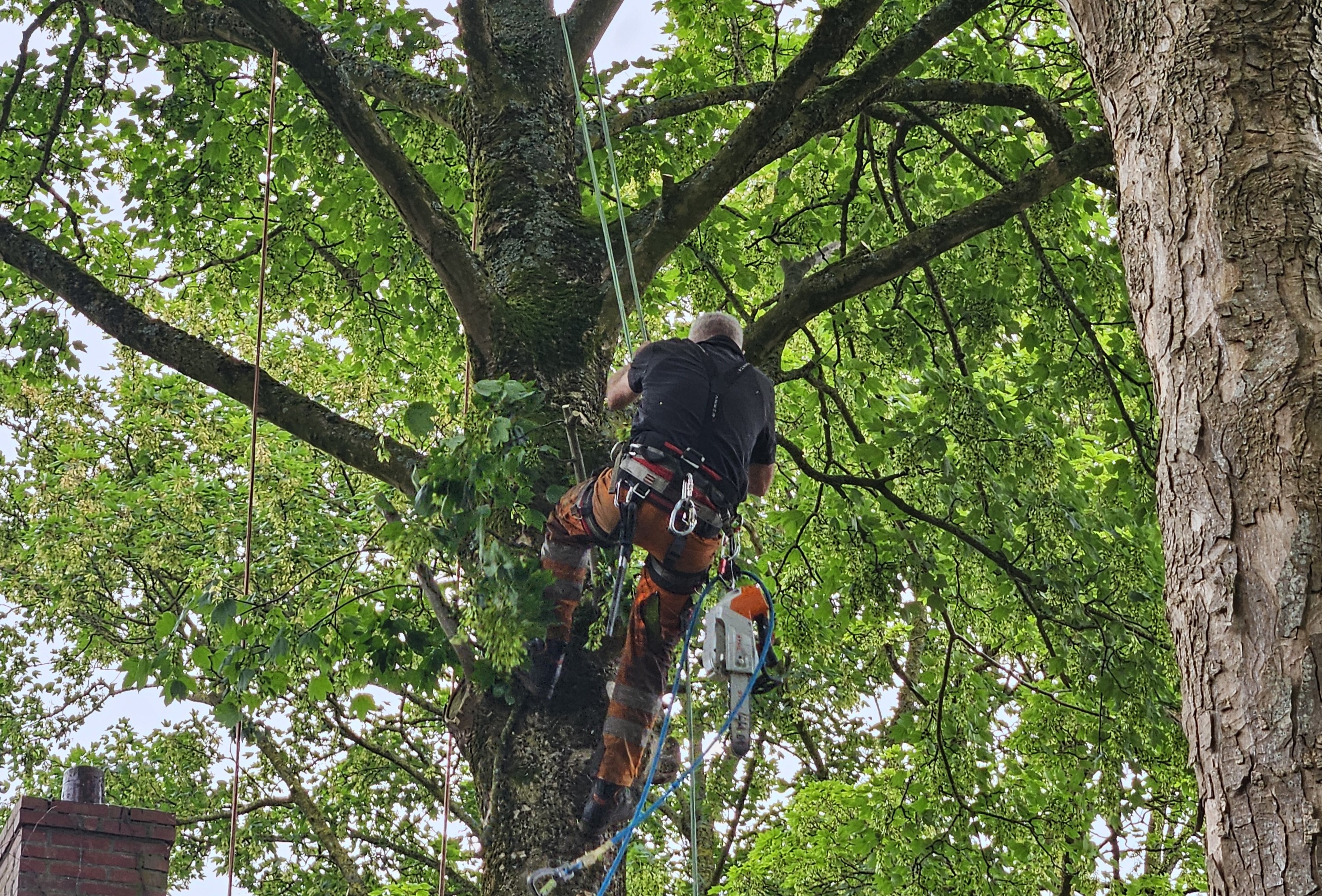 Monumentale bomen snoeien Groningen