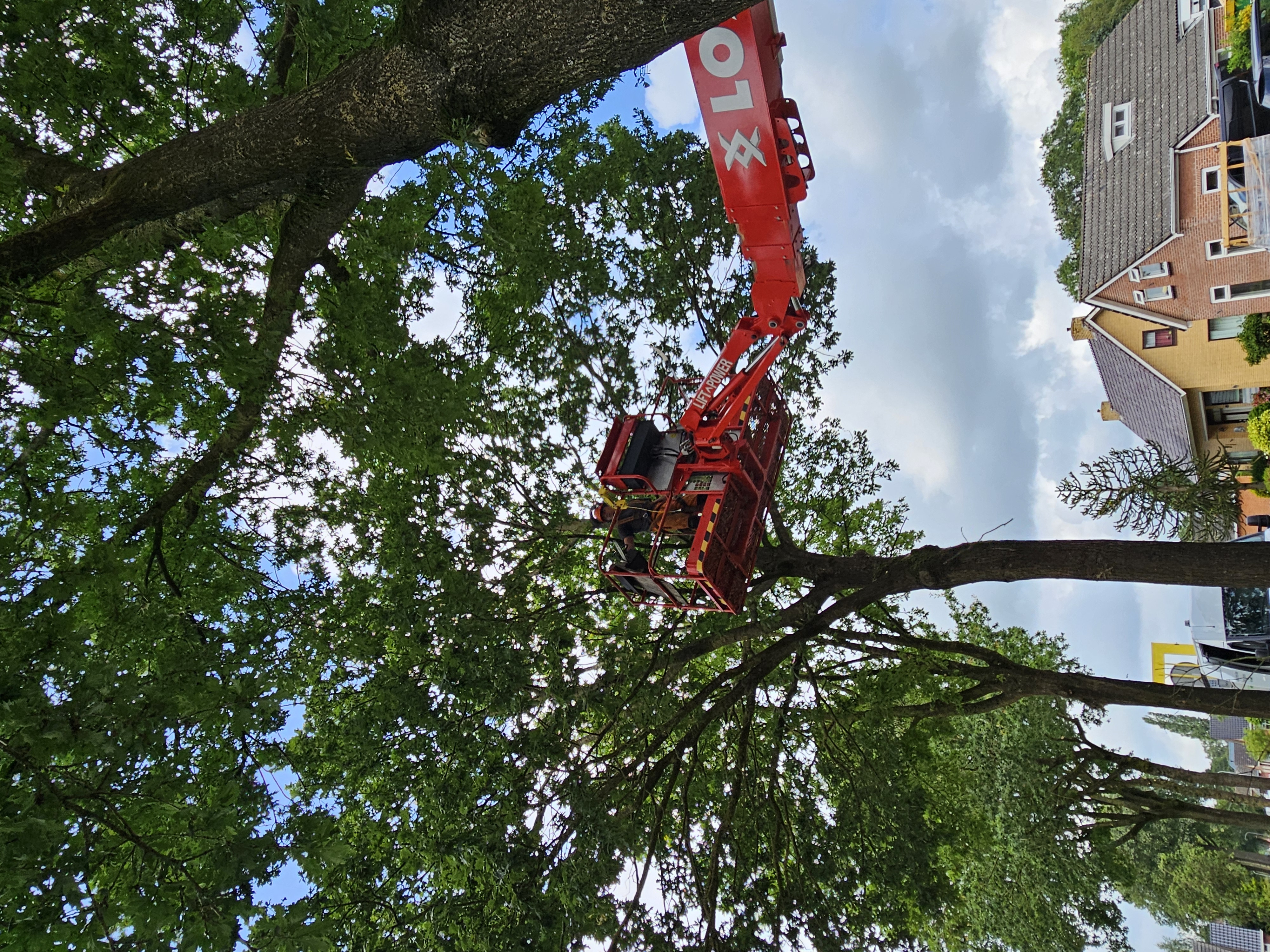 Snoeien voor Gemeente Westerkwartier 2024