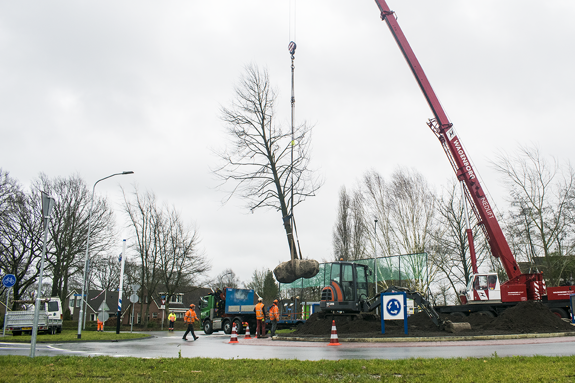 Planten in Roden