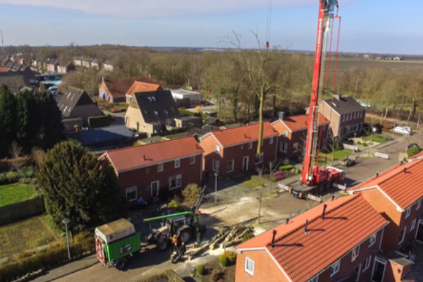 Vellen van essen in Slochteren