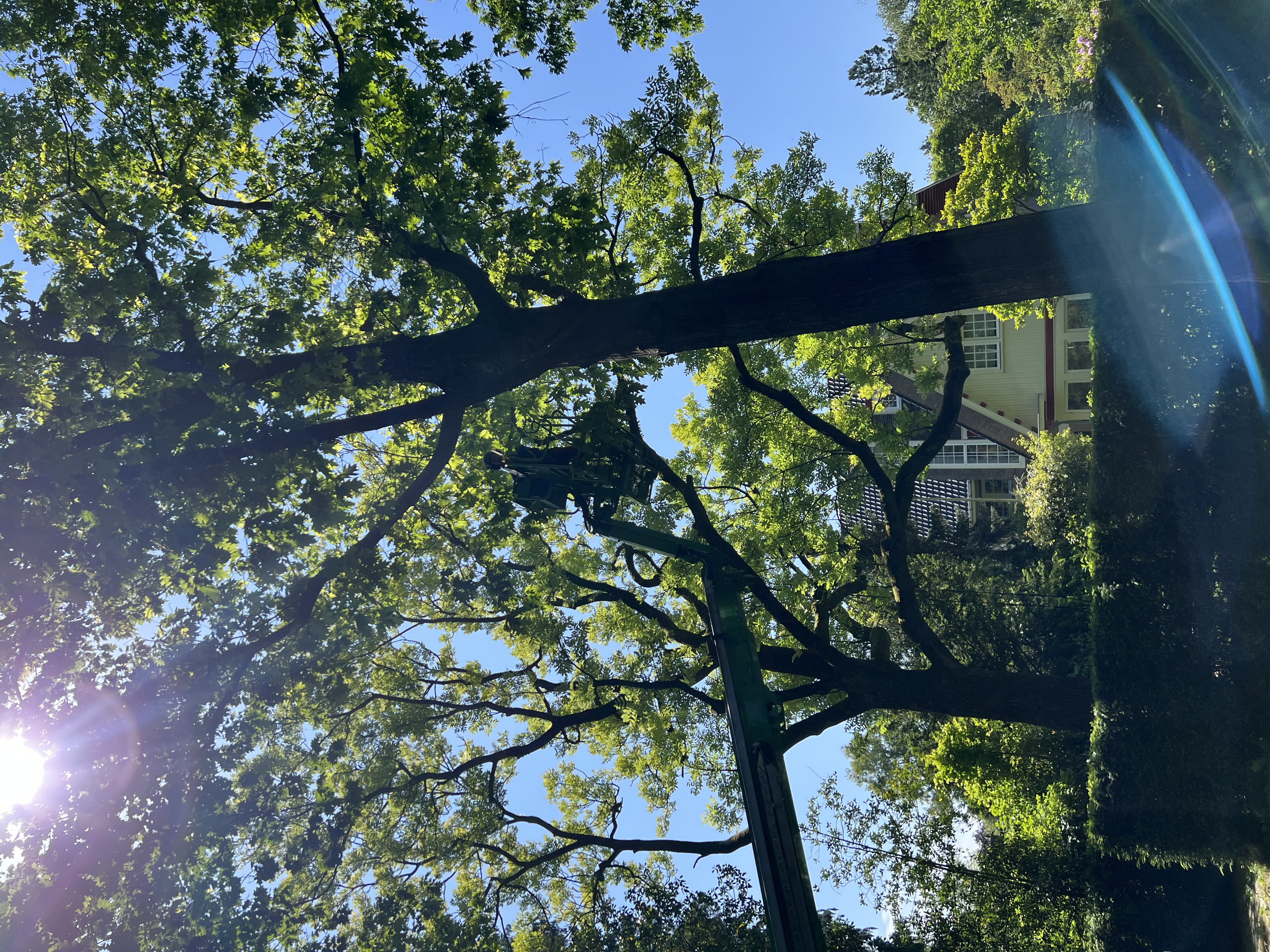 Snoeien in Villabuurt en Klein Martijn